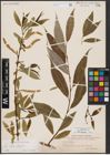 Foto von Salix fragilis L.